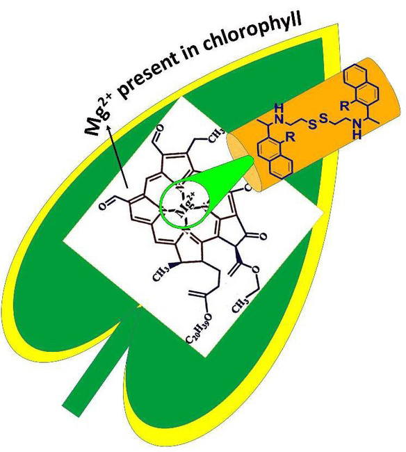 کاربرد کودهای سولفات منیزیم در کشاورزی
