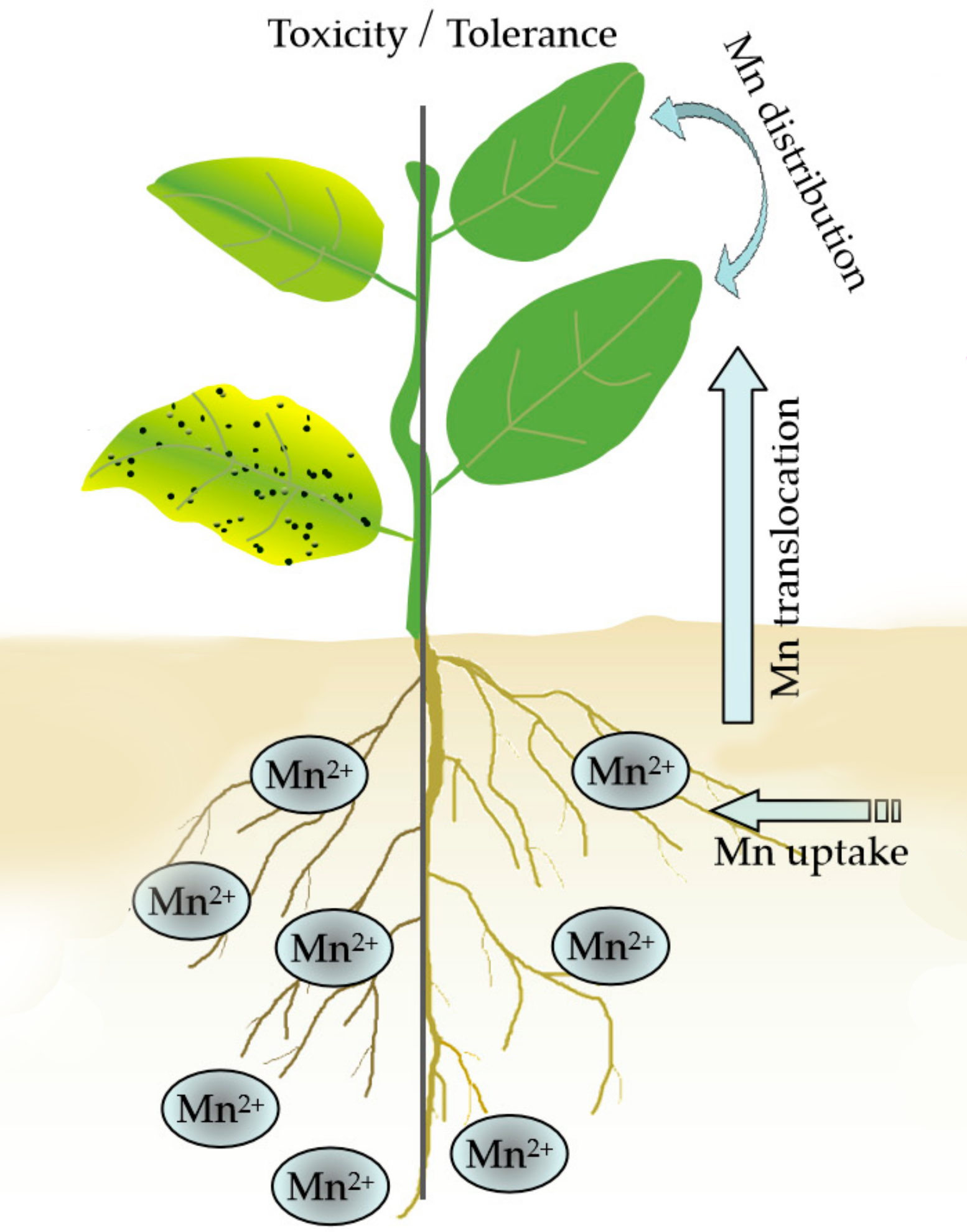کود سولفات منگنز و کاربرد‌های آن