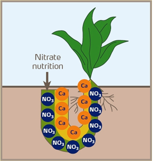 نیترات کلسیم